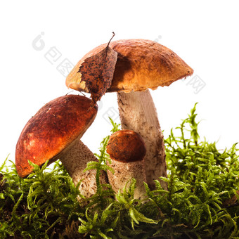 绿草上的蘑菇菌类