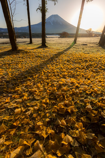 秋季地面上的落叶