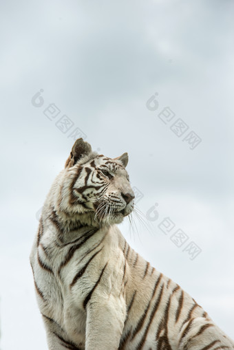蹲着的野生老虎摄影图