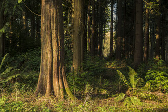 森林松树树木摄影图