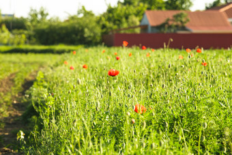 草地上的绿草和红花