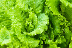 绿色生菜蔬菜摄影图