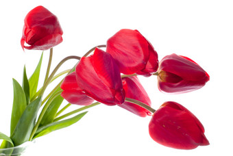 红色郁金香花卉摄影图
