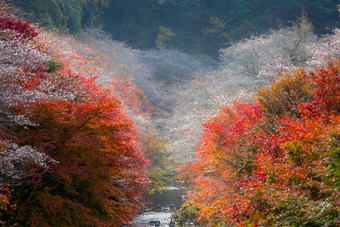 深色调秋天的红色摄影图