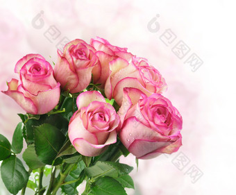 粉色漂亮玫瑰摄影图