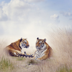 窝着休息的老虎摄影图