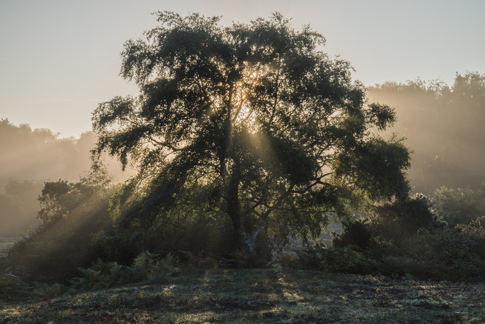 阳光下的大树植物摄影图
