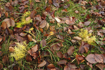 秋季草地上的落叶