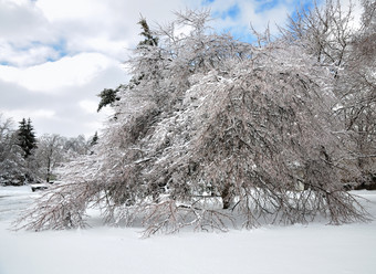 小清新冬天的树摄影图