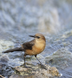 河水石头上的小鸟摄影图