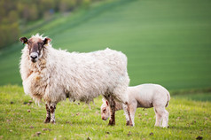 草地上的绵羊摄影图