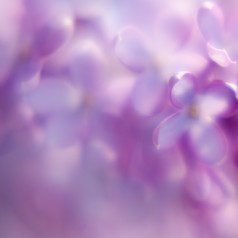 紫色花瓣背景摄影图