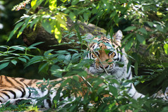 深色调丛林中的老虎摄影图