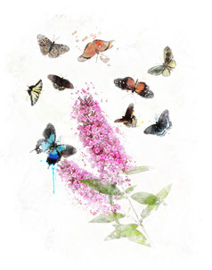 清新风蝴蝶和花摄影图