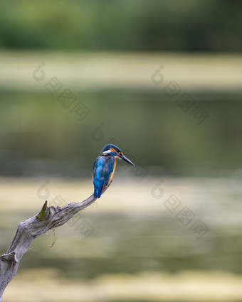 一只蓝色的翠鸟摄影图
