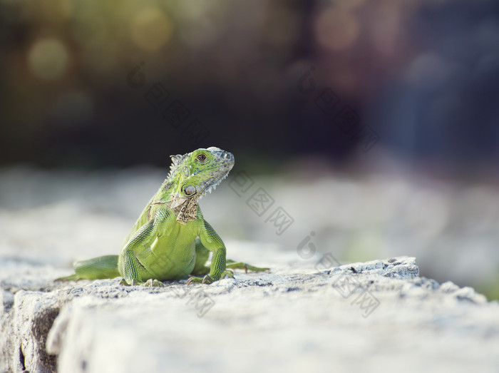 一只绿色的蜥蜴摄影图