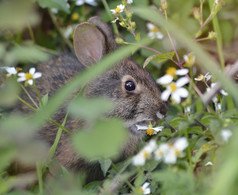 草丛中的野生兔子