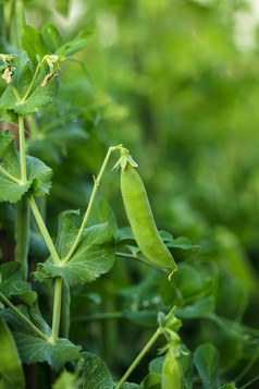 绿色豌豆丛蔬菜摄影图