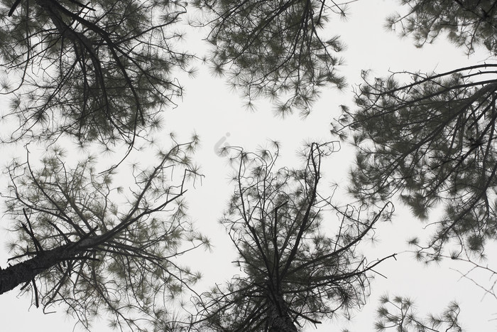 仰拍森林树木摄影图