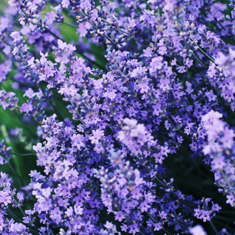 花树上的紫色花卉花朵