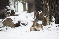 简约雪地中趴着的鹿摄影图