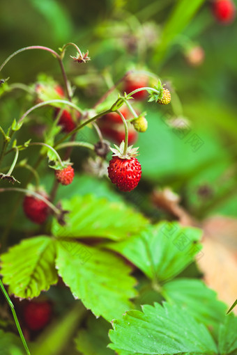 生长的草莓水果摄影图