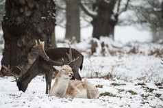 简约风雪地中趴着的鹿摄影图