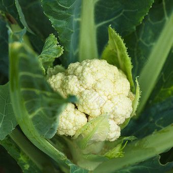 <strong>新鲜蔬菜</strong>菜花食物