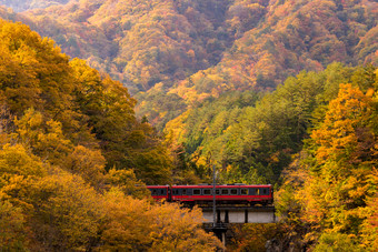 秋天成熟期凋零期枫叶山脉大自然景色