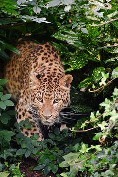 绿色调草丛中的一只豹摄影图