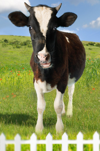 清新草地上的奶牛摄影图