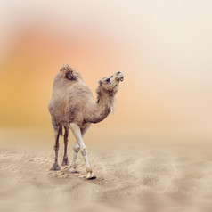 沙漠行走的骆驼摄影图