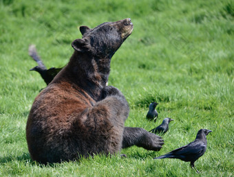蹲在草地上的<strong>黑熊</strong>和小鸟