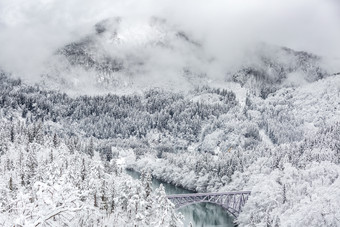 灰色调森林雪景摄影图