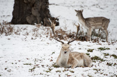 暗色雪地中趴着的鹿摄影图