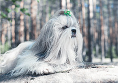 树林中可爱的宠物狗
