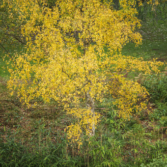 秋季野外山林中的树枝
