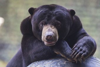 趴着的野生动物<strong>黑熊</strong>