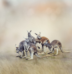 草原上的动物袋鼠摄影图