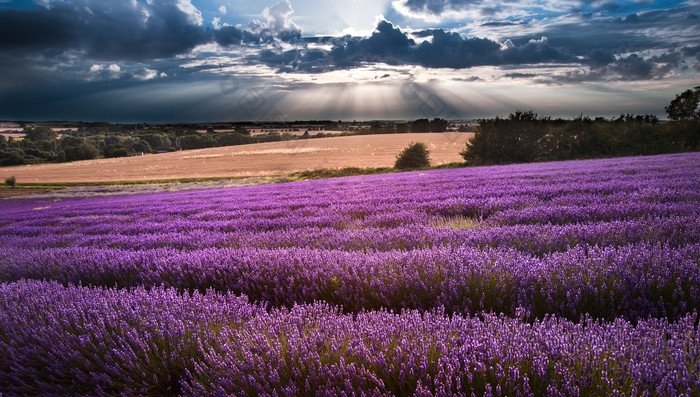 落日余晖下的紫色薰衣草