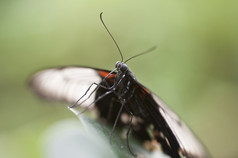 昆虫虫子蝴蝶摄影图