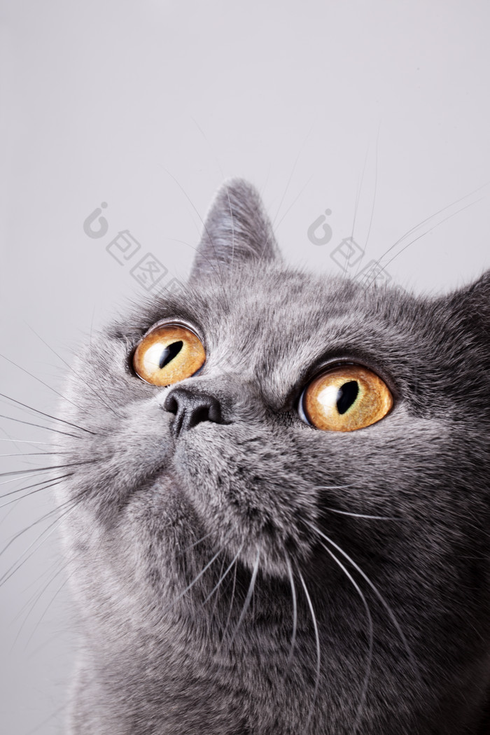 灰色调猫摄影图