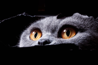 暗色调猫的眼睛摄影图