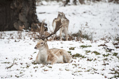 深色雪地中趴着的鹿摄影图