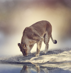 河边动物狮子摄影图
