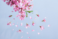 粉色花枝上飞舞的花瓣