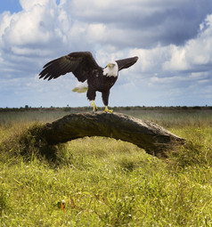 清新草地上的鹰摄影图