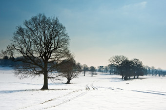 深色调冬天的树摄影图