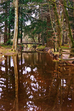 树林里的小河小桥