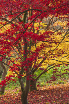 秋季山林中成熟的枫树秋树